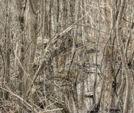 realtreemax5timber